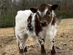 Mini Highland cows for sale
