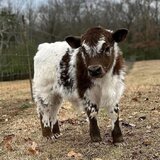 Mini Highland cows for sale